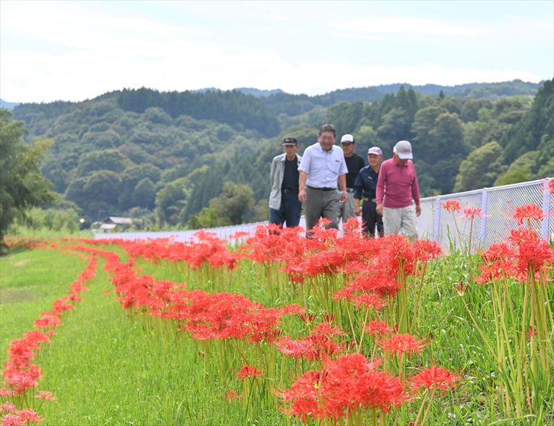 ヒガンバナ 遊歩道1キロに連なる赤い花 群馬・高崎市で見頃 | きたかんナビ