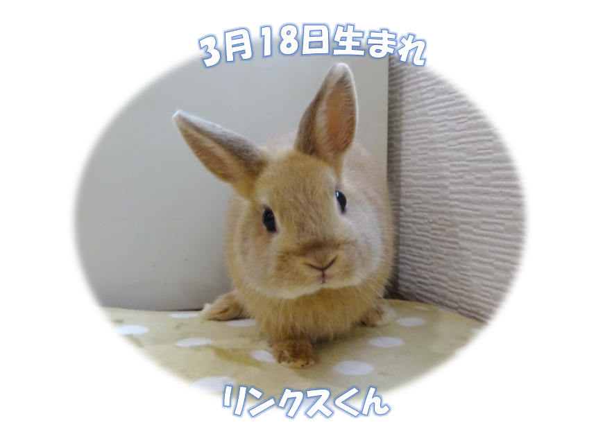 今日のうさぎちゃん - 北九州ラビット