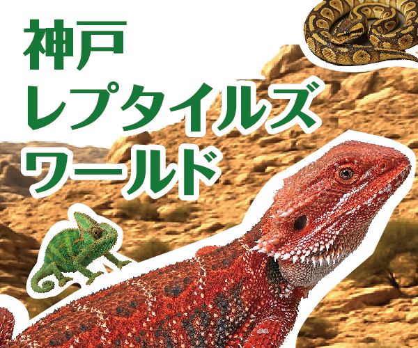 イベント情報 | 神戸レプタイルズワールド