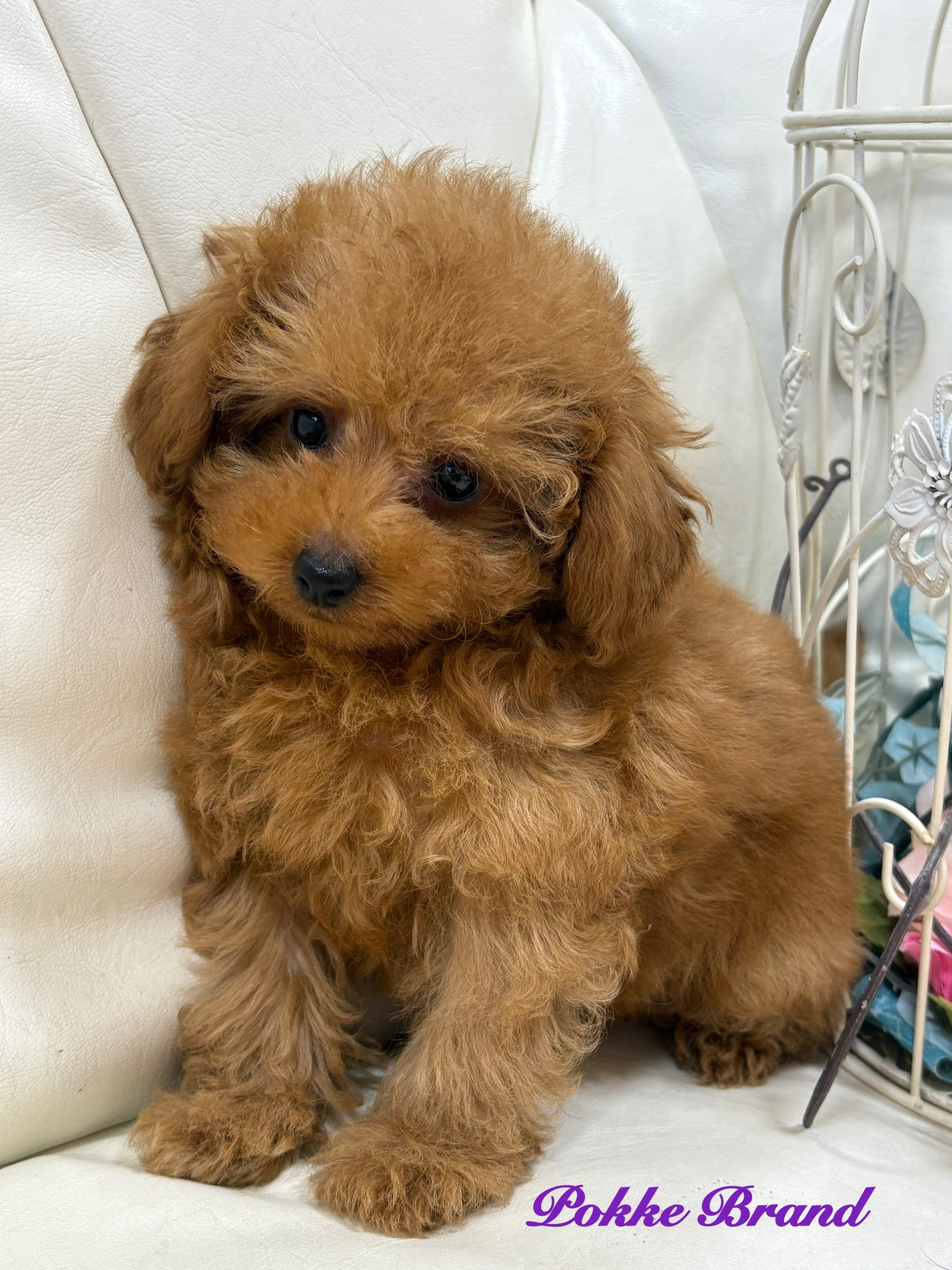 トイプードル レッド （アナママ×ヘーゼルパパ） 長女 - 子犬販売