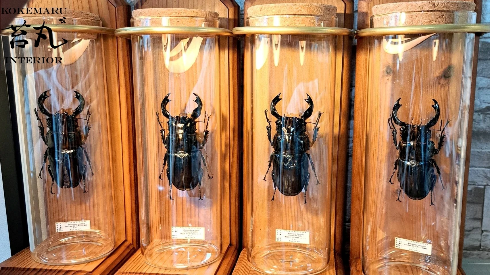 昆虫標本オーダー専門店 一点ものに拘る職人技；苔丸インテリア
