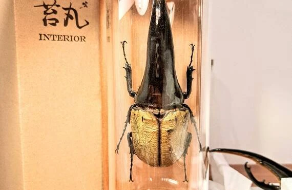 ウエストウッディオオシカクワガタ」その魅力と価値を引き出す芸術的