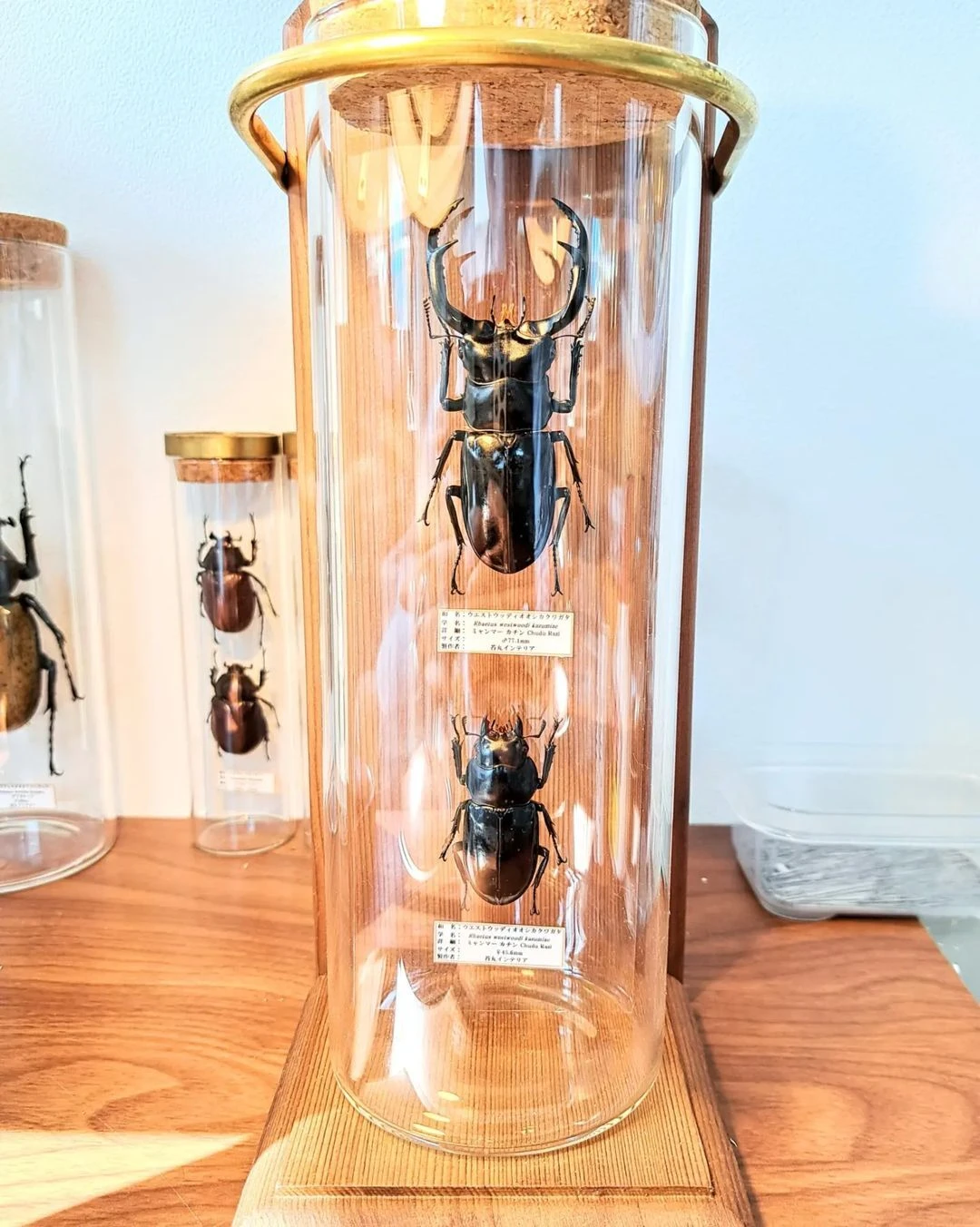 大人気コーカサスオオカブトの魅力 飛翔標本づくりができるお店；苔丸