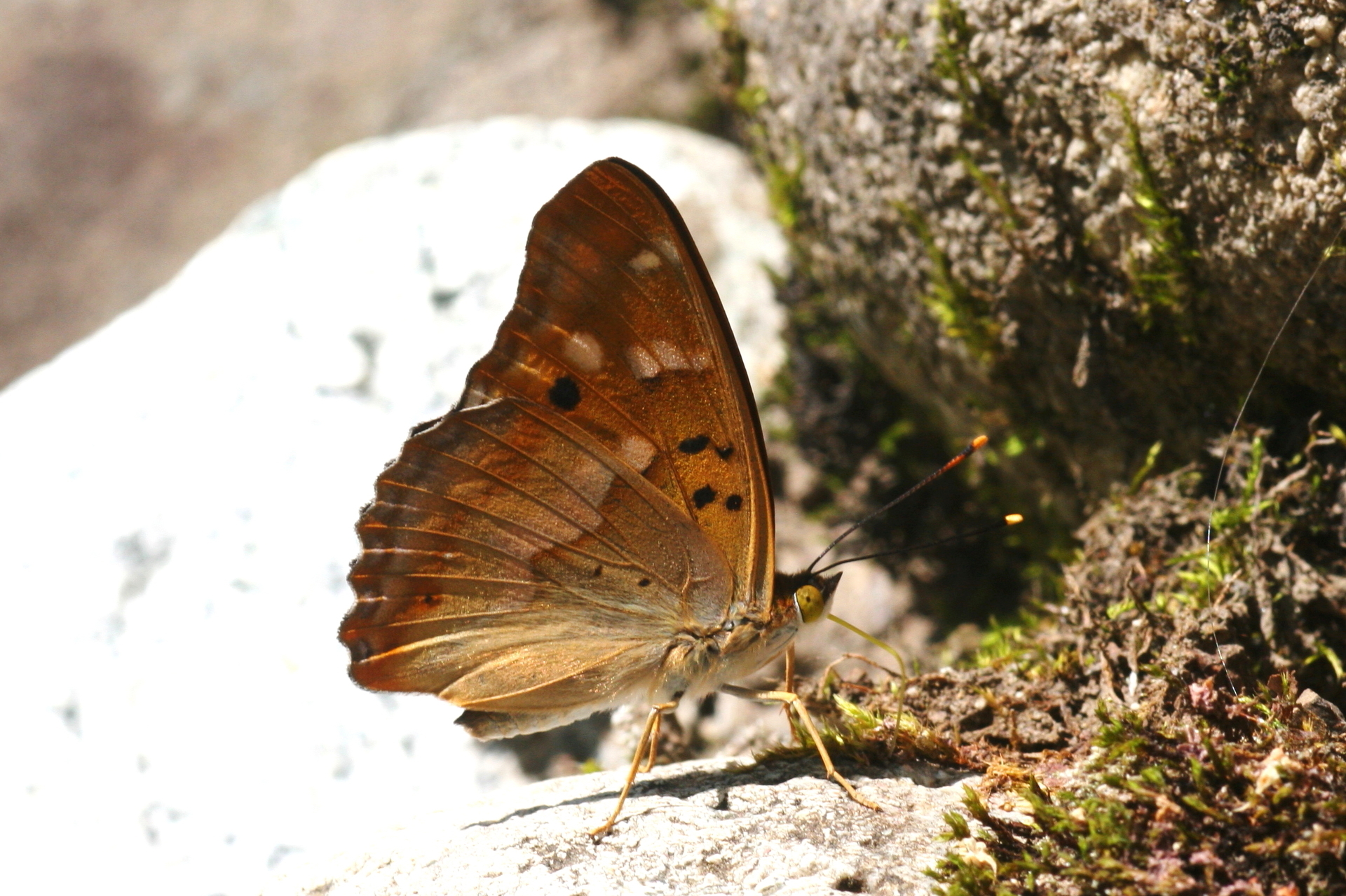 2010年7月信州ﾀｶﾈﾋｶｹﾞ: ひろの蝶撮影日誌2