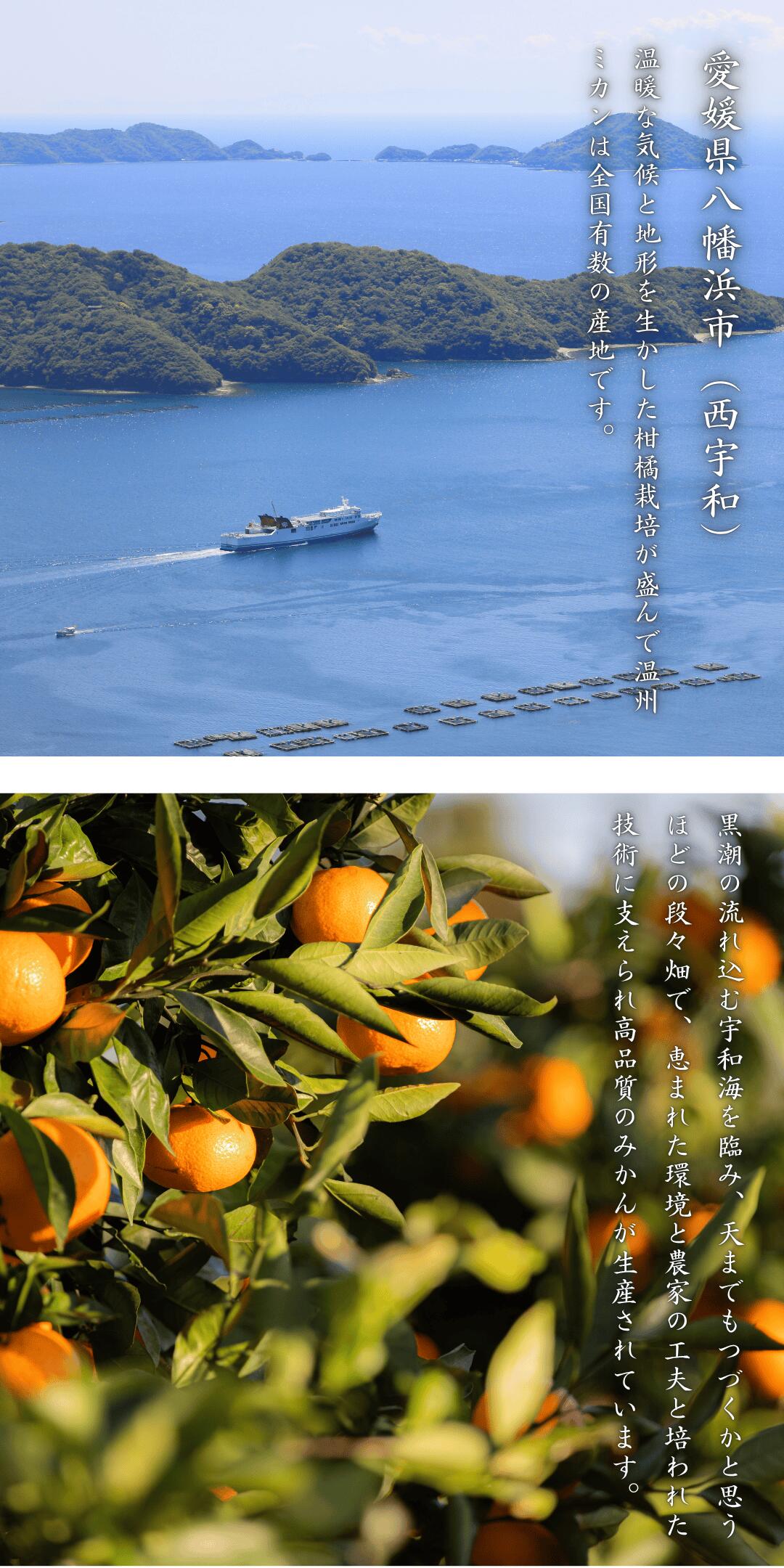 愛媛が誇る高級柑橘せとかはギフトにもおすすめ【贈答用6kg】