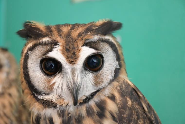 タテジマフクロウ（ウサギフクロウ）｜くるるの野望