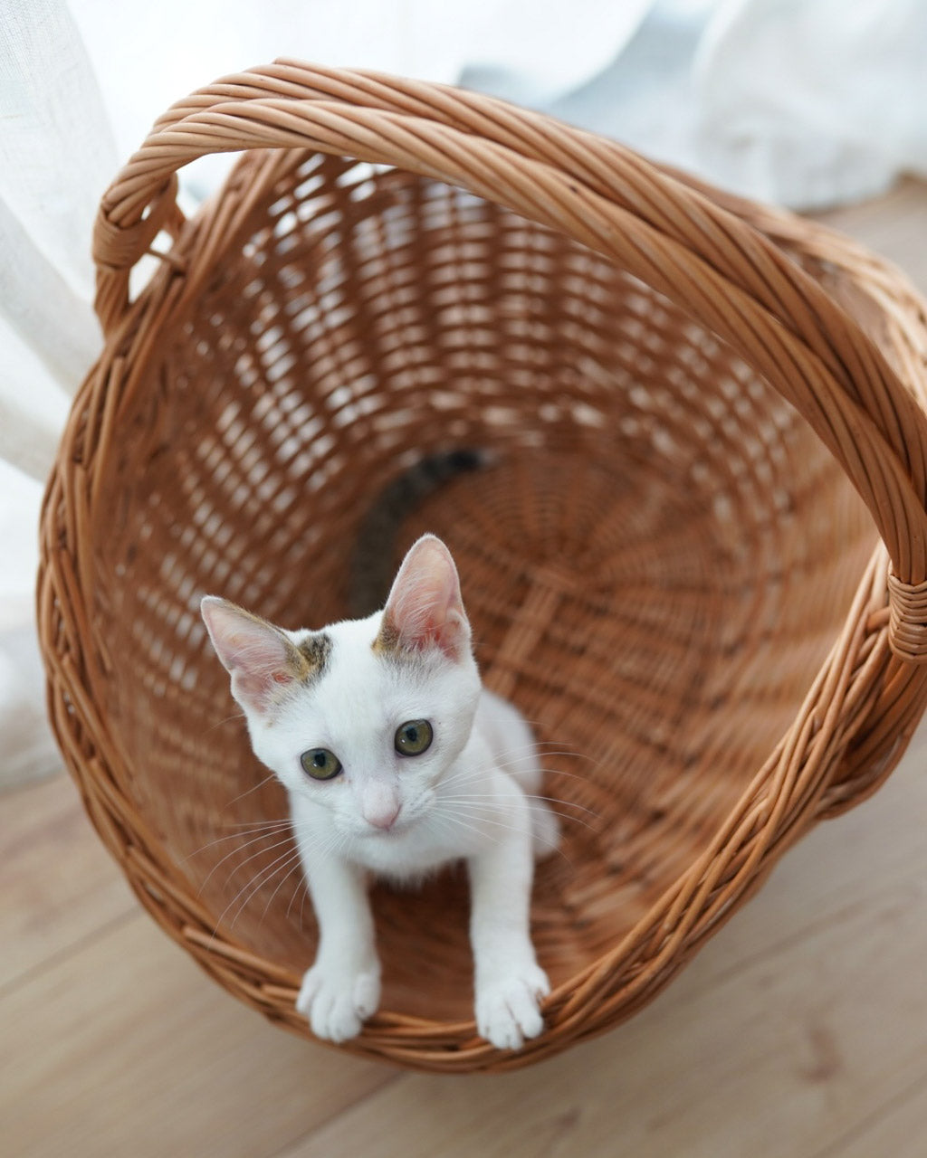 ねこがすっぽり入る、ラトビアのかご | 薪のバスケット PinumuPasaule