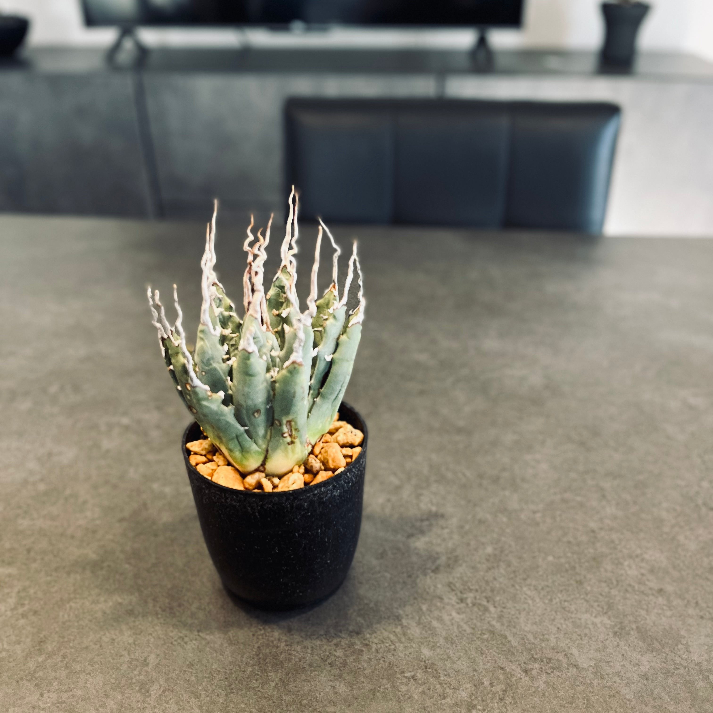 エボリスピナ 陽炎 極上 ウネリ アガベ ユタエンシス｜LAVELLI(ラヴェリ)