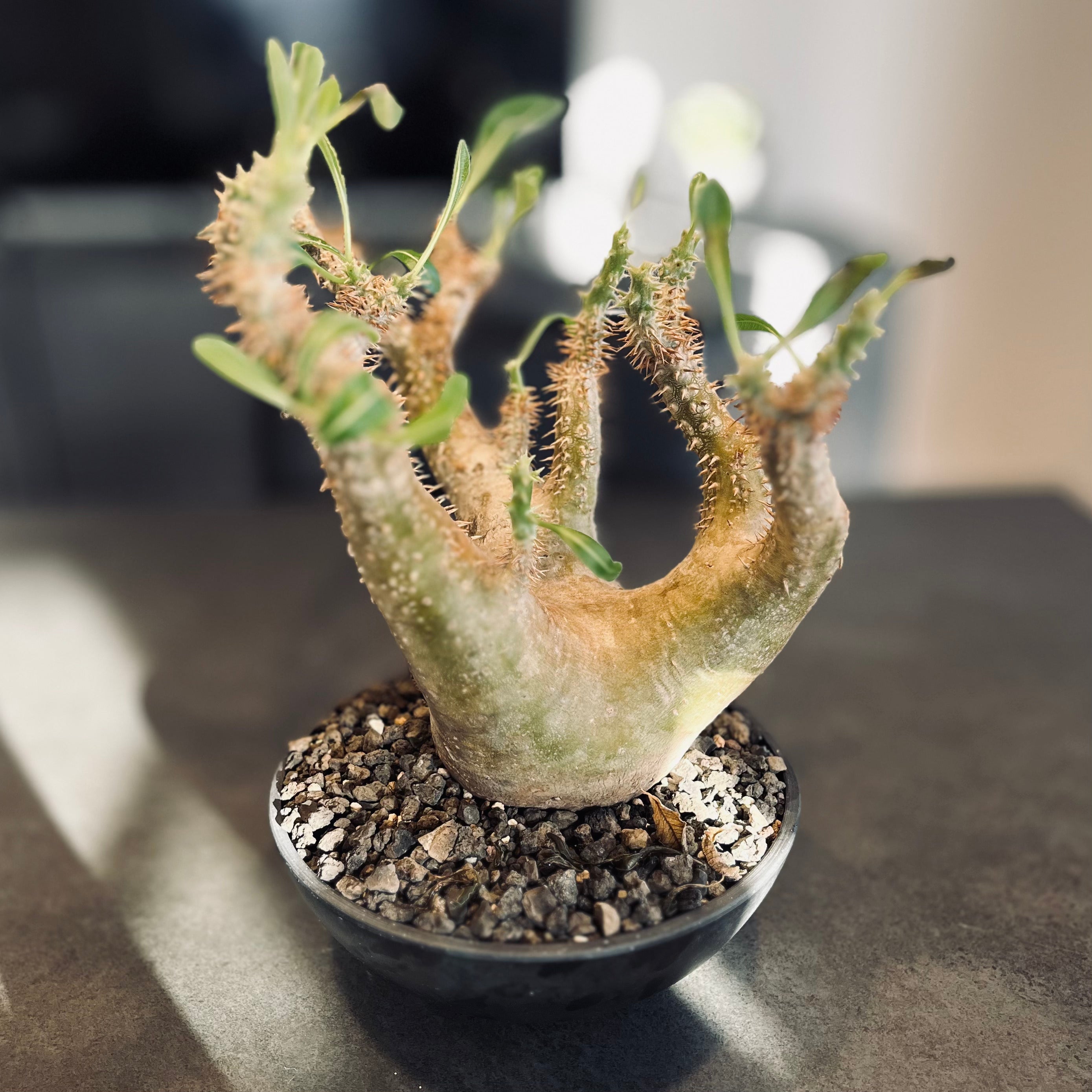 パキポディウム デンシフローラム 現地球 マダガスカル産 大株 国内5年