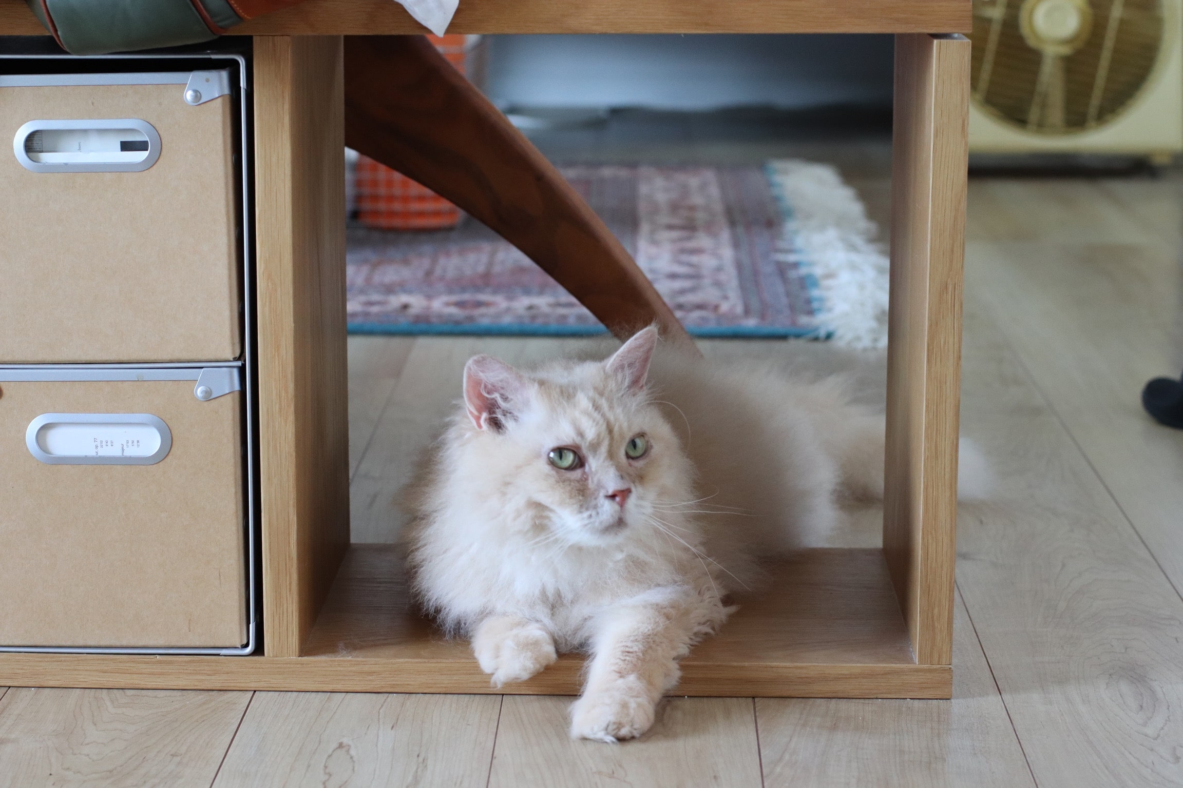 無印良品の「スタッキングシェルフ」をキャットタワーにして9年目【LEE