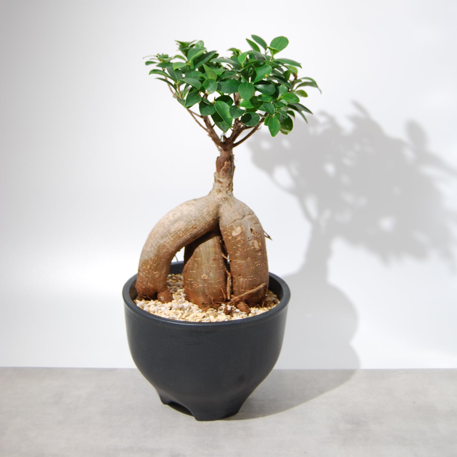 ガジュマル（伝市鉢） – linkplants -リンクプランツ-