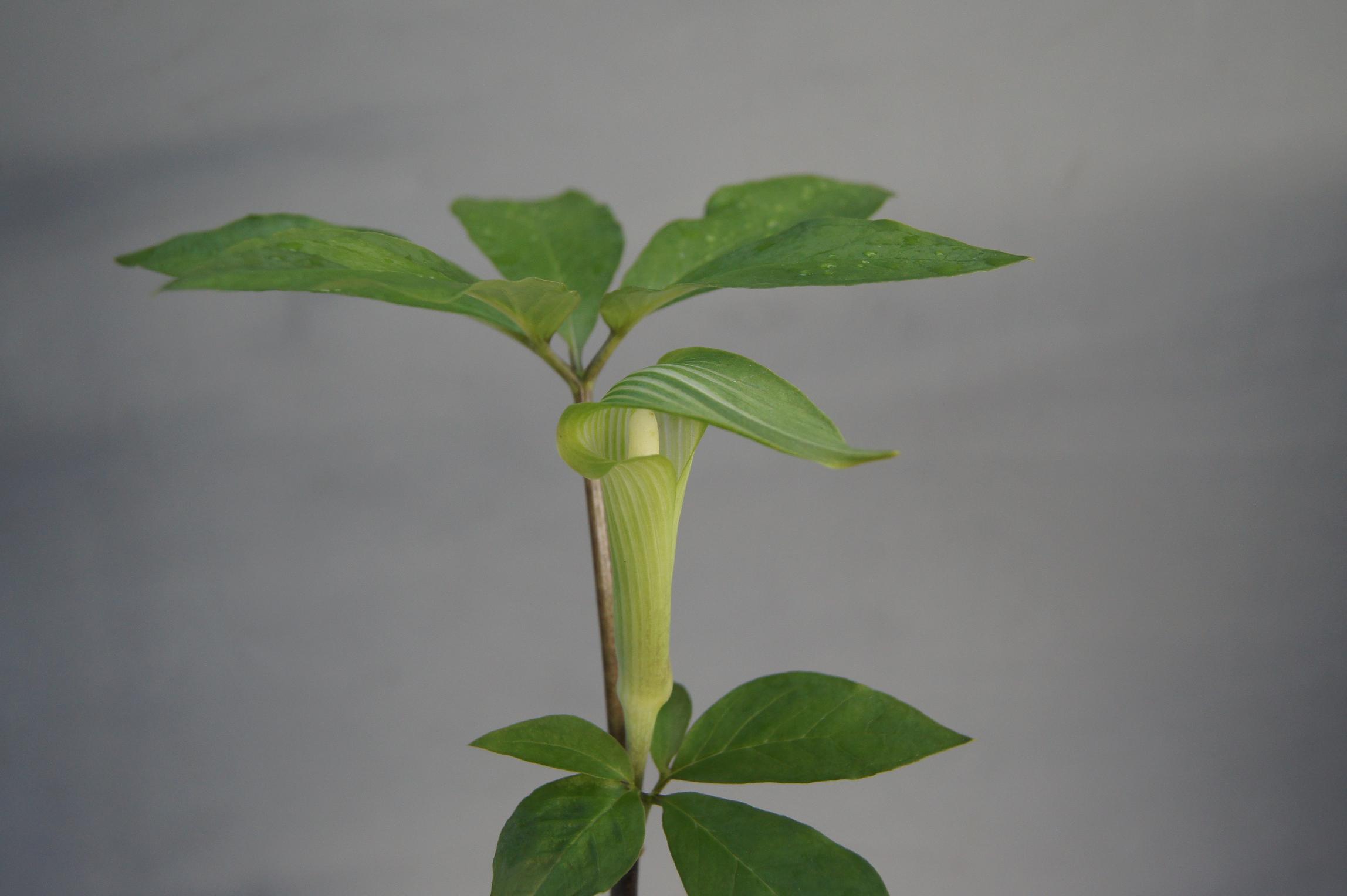 南九NOW 012 ヒュウガヒロハテンナンショウ : 南九州植物園