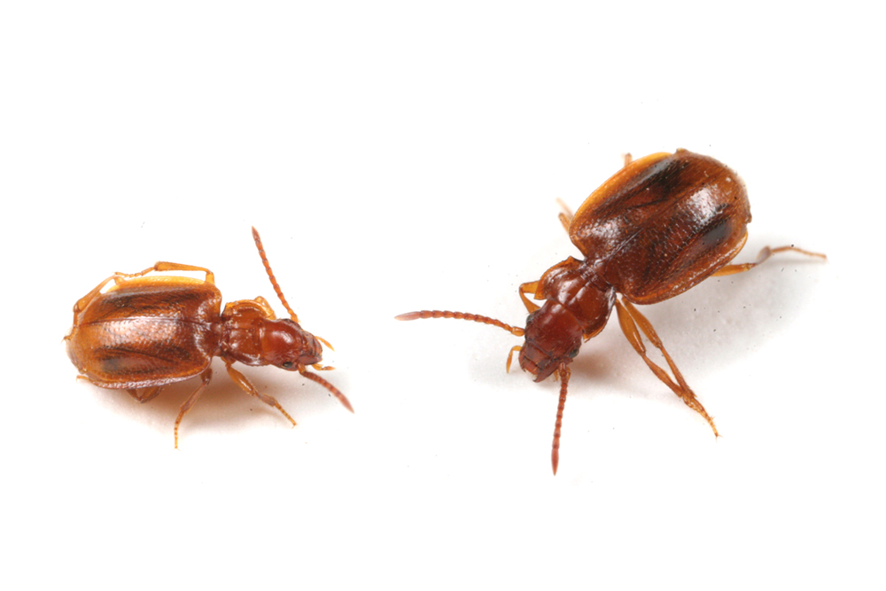 珍！オオエグリゴミムシ : ありんこ日記 AntRoom