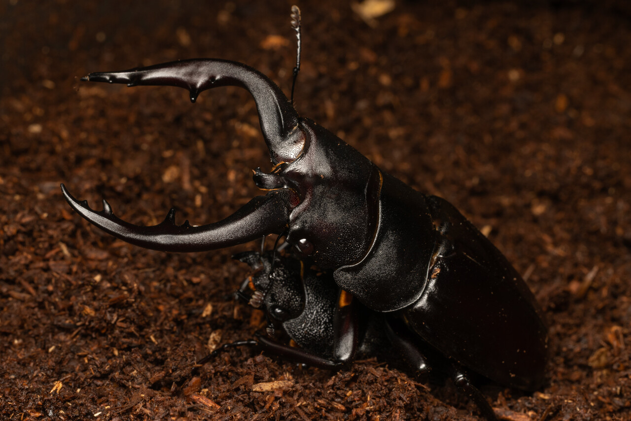 ヤエヤママルバネクワガタの飼育 : ありんこ日記 AntRoom