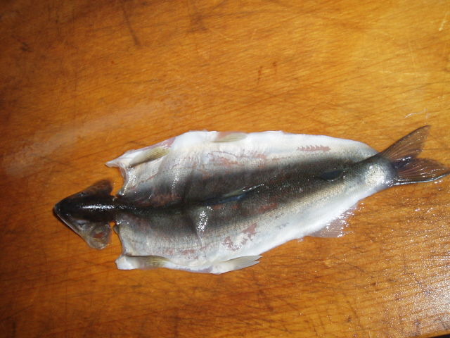 今年の自作剥製は・・ : 鮎・渓流いろいろ釣行記 Ⅱ