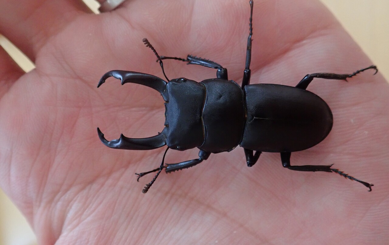 ミヤマクワガタ採集（2024.8/10） : NEOの虫採りはいじゃんぷ