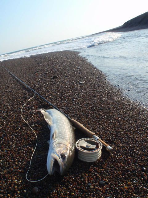 北海道のアメマス white spotted char in Hokkaido : Lodge Lucky