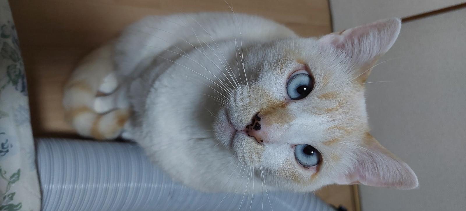 白系 シャムミックス 笹かま猫