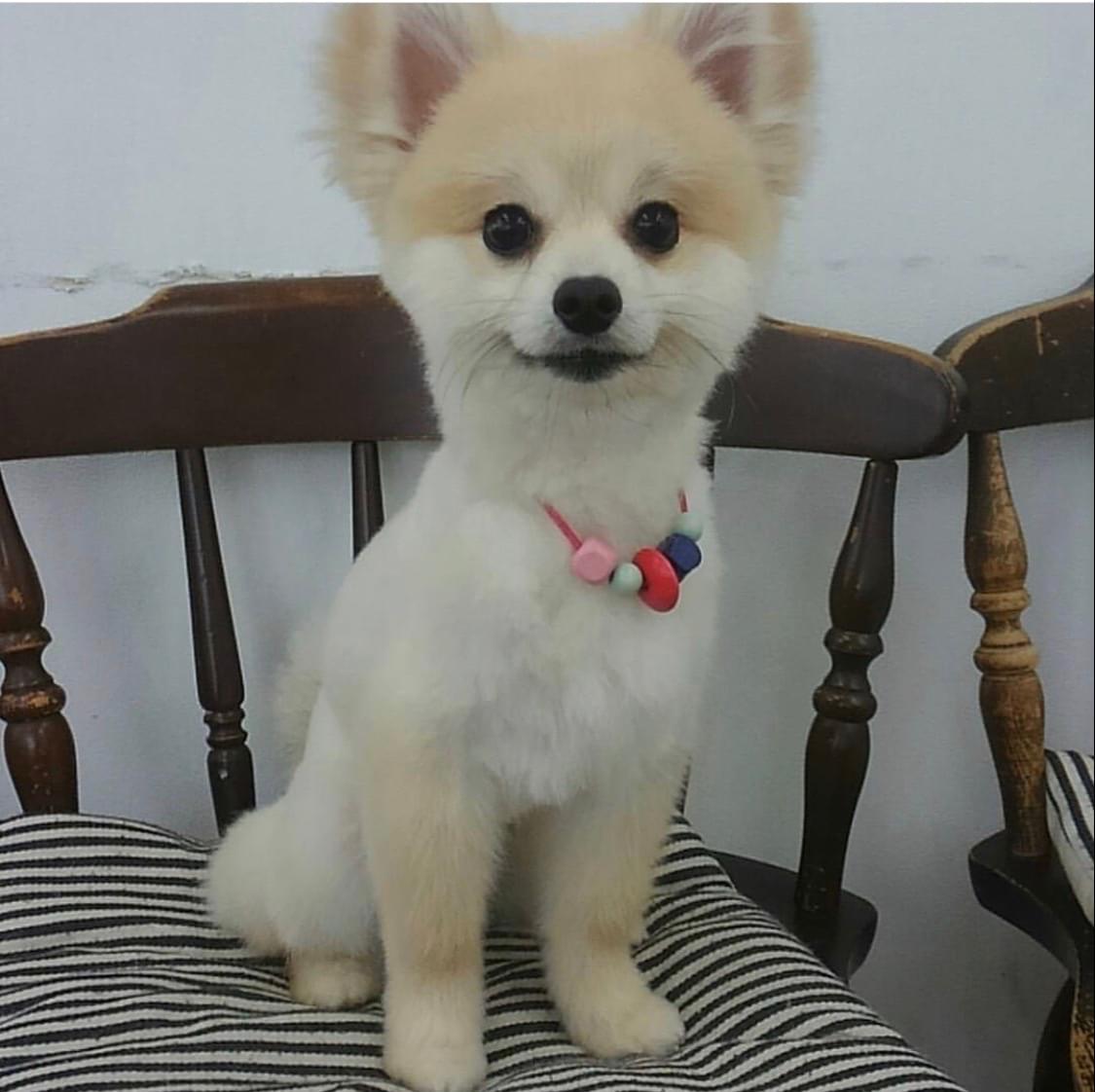 ポメラニアン5歳男の子。細身で足長