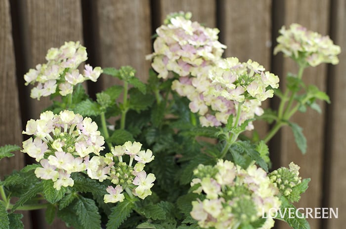 6月24日の誕生花と花言葉｜バーベナ | LOVEGREEN(ラブグリーン)