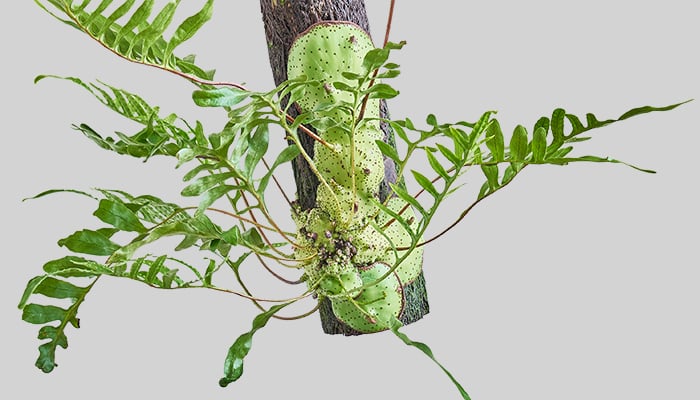 アリ植物って知ってる？ レカノプテリスの育て方と種類 | LOVEGREEN