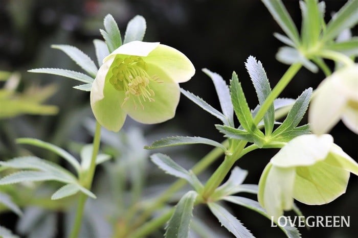 冬に咲くほのかに香る花♪クリスマスローズ・ボッコネイ | LOVEGREEN