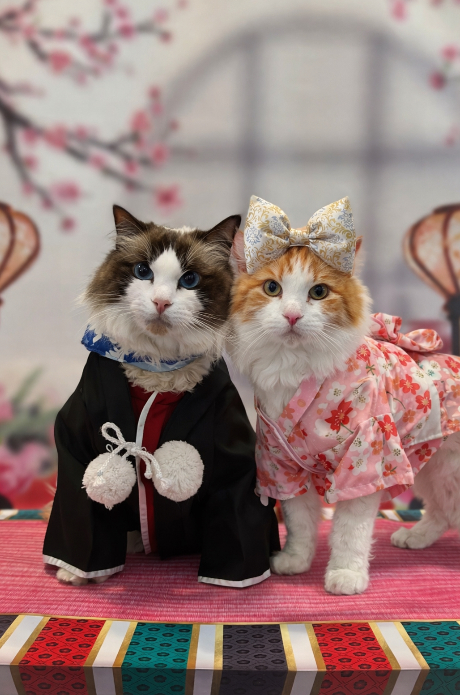 ねこちゃん専用 写真スタジオ | イベント | Lovely にゃんフェスタ in