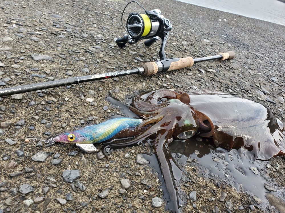 エギング]23ヴァンキッシュ C3000SDHHGをインプレ！19ヴァンキッシュと