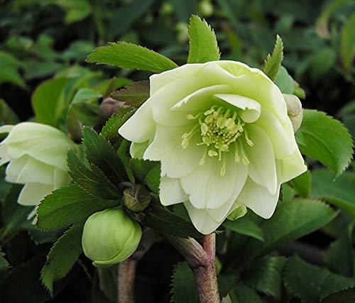 Amazon.co.jp: 花苗 ミヨシのクリスマスローズ プチドール 沙羅-さら