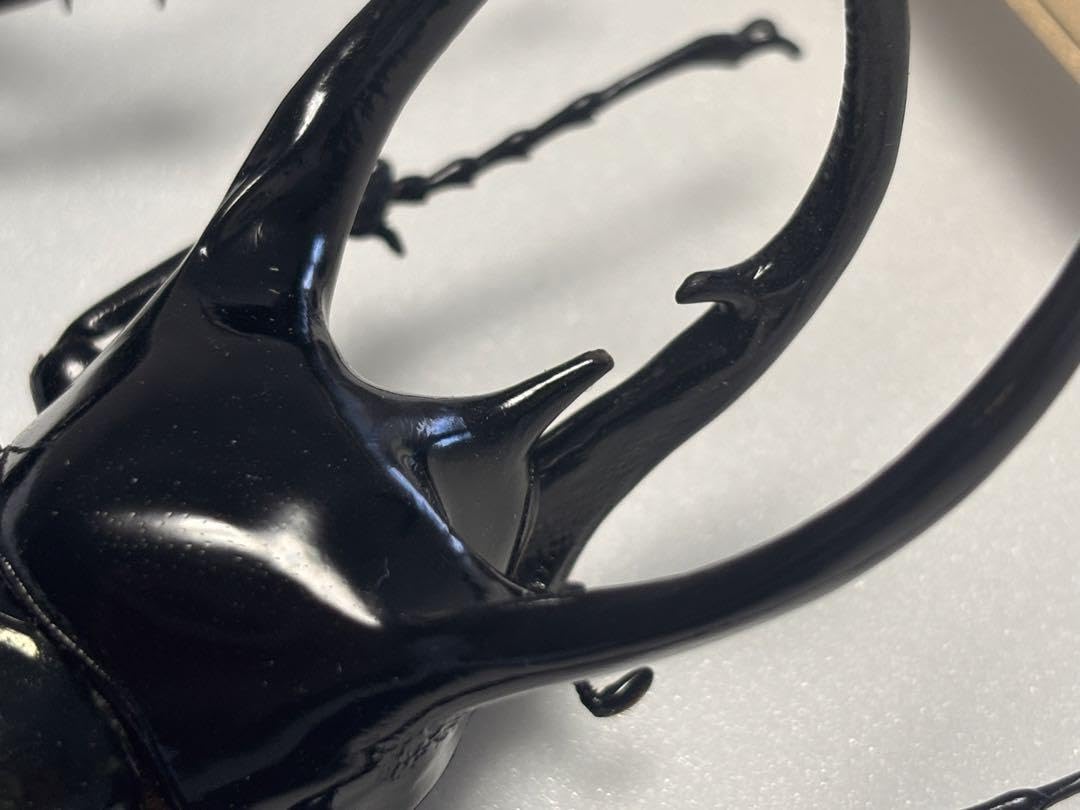 Amazon.co.jp: WD 大型コーカサスオオカブト タイリクコーカサス標本