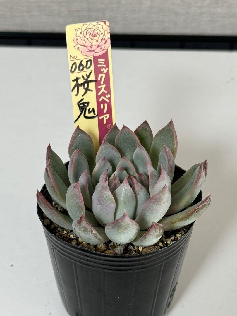 Amazon.co.jp: ミックスベリア 桜鬼 おらいさん苗 多肉植物 エケベリア