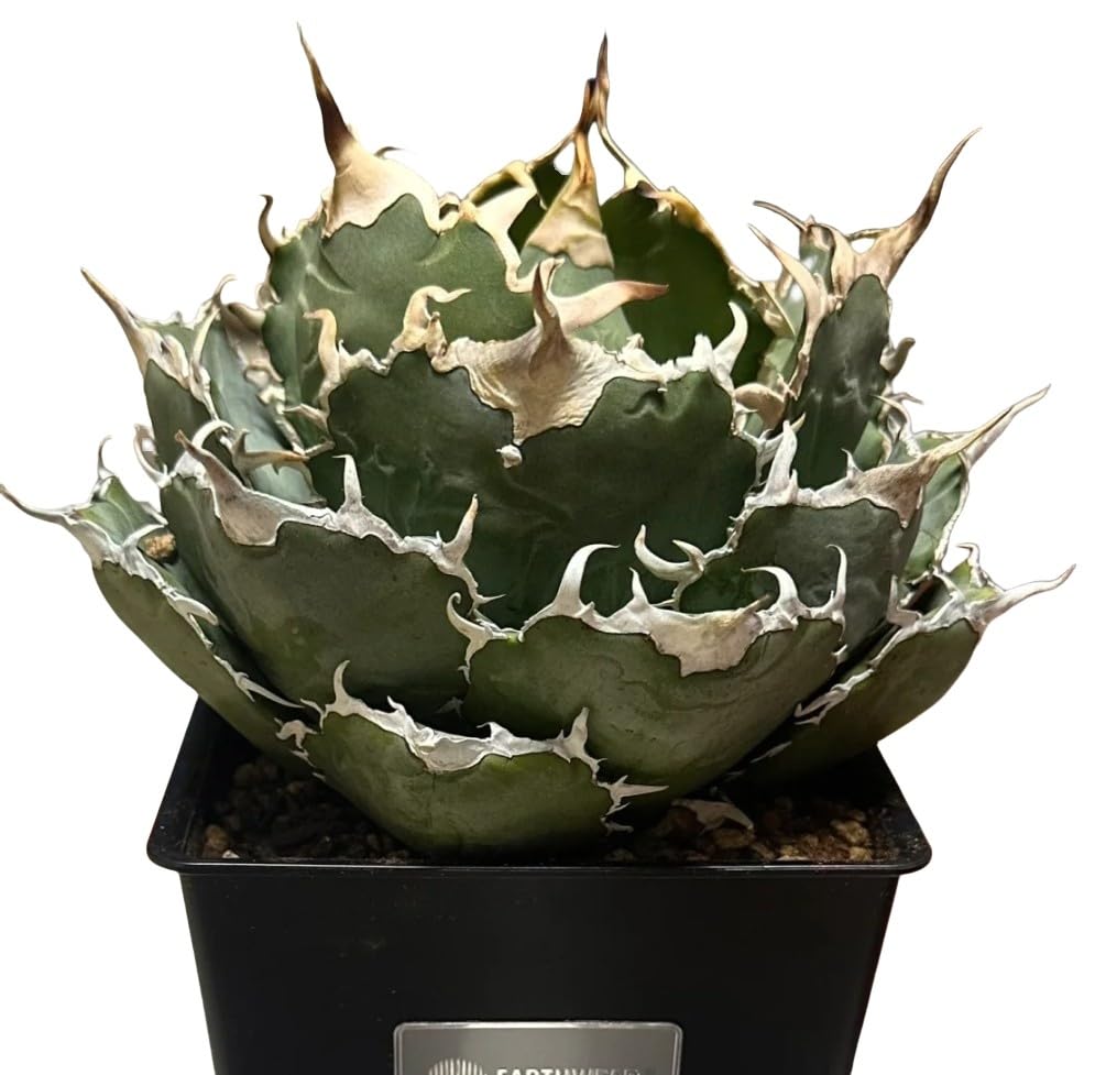 Lj_plants】Z518 アガベ チタノタ 白鯨 強棘 包葉形 美株 綺麗株 大株