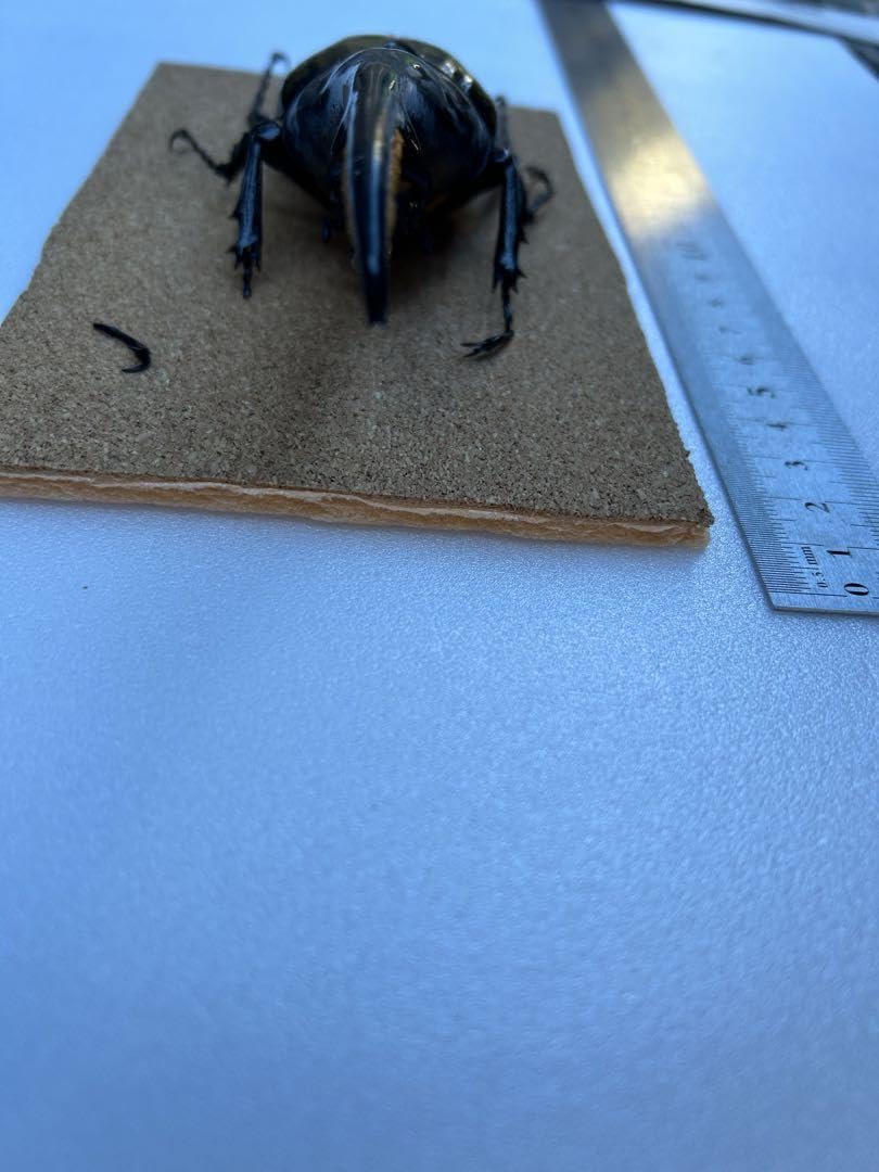 Amazon.co.jp: ヘラクレスオオカブト標本 : ペット用品