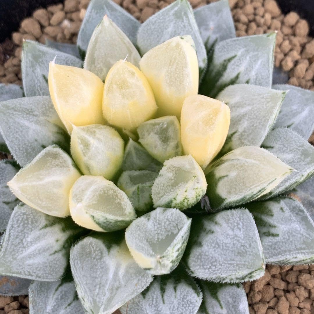 Amazon｜多肉植物 ハオルチア ラブハート錦 大株 サービス｜観葉植物