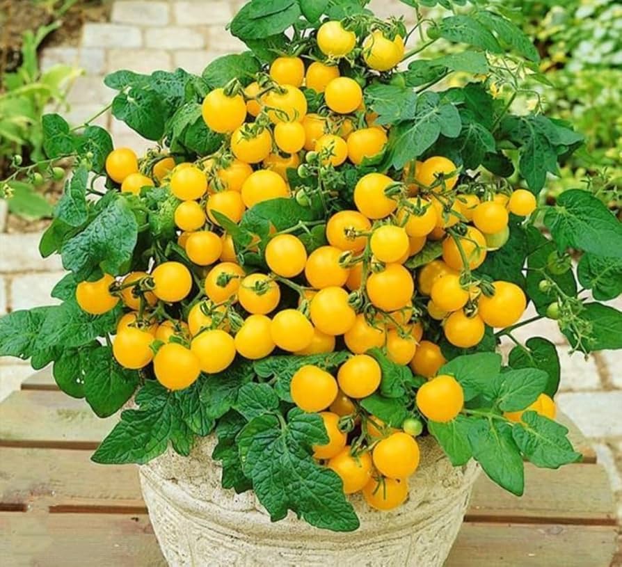 Amazon.com : 100 Dwarf Bush Tomatoes Seeds, Rare Tomatoes