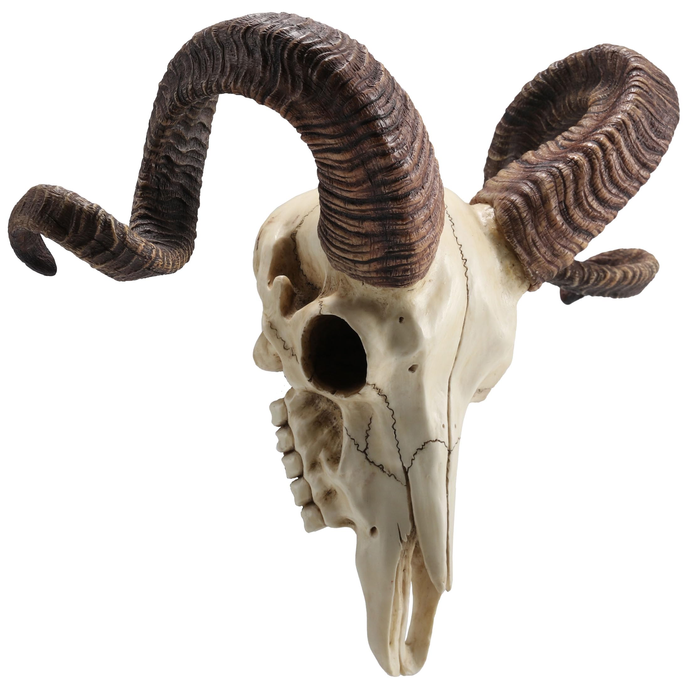Amazon.com: Veronese Design 10 5/8 Inch Corsican Ram Skull