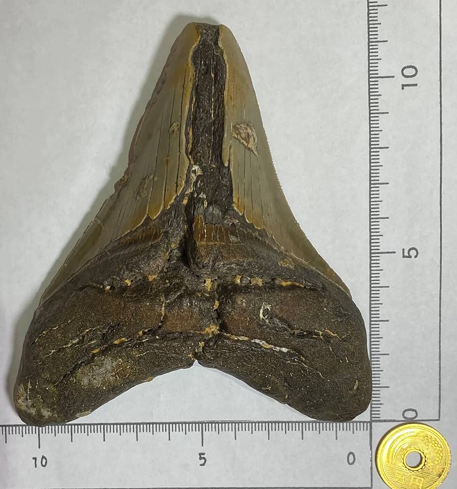 Amazon.co.jp: No.k84 メガロドンの歯化石 メガロドン 化石 恐竜 サメ