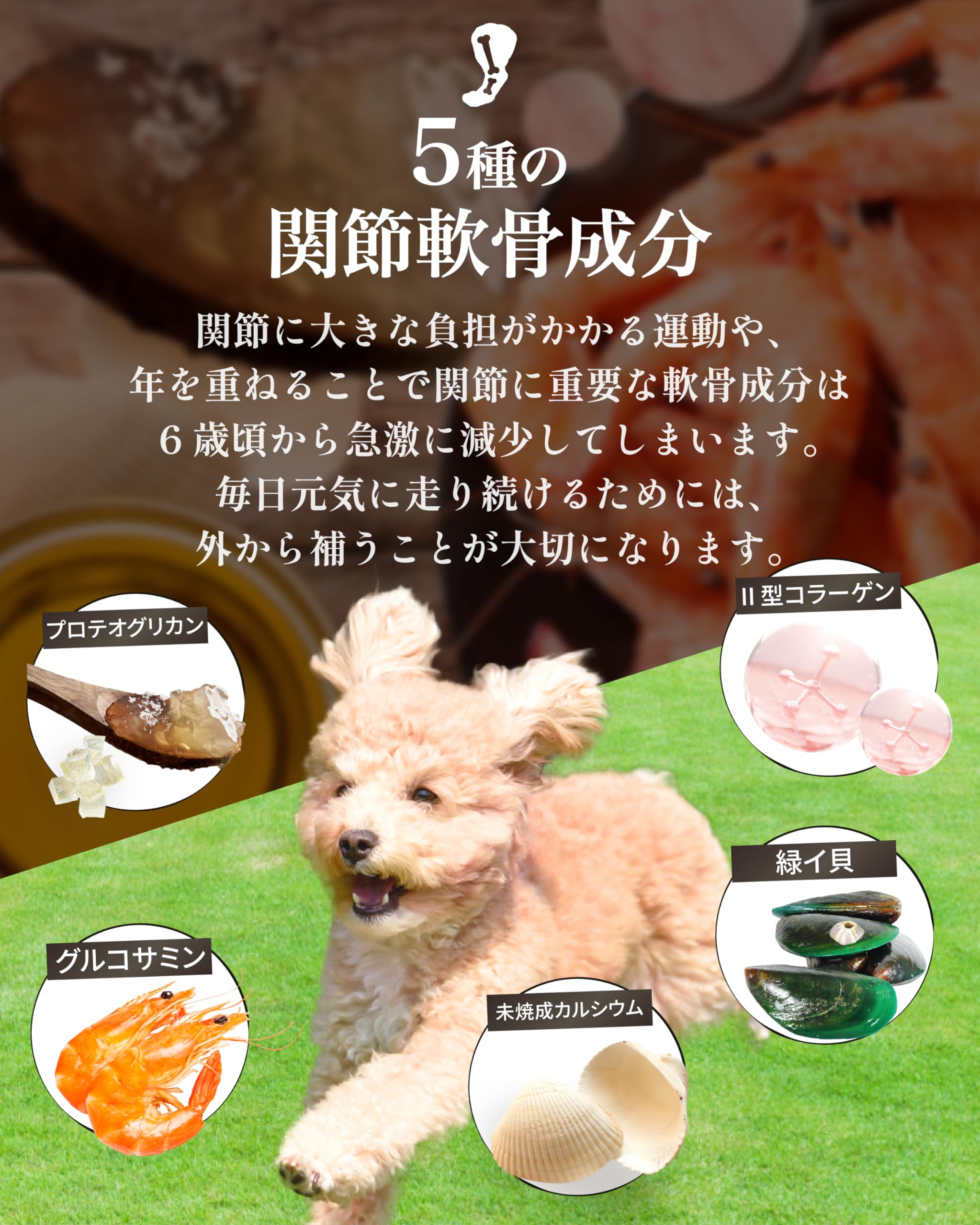 Amazon.co.jp: アミュレ 犬 サプリ シニア犬 目 瞳 頭 関節 獣医師大