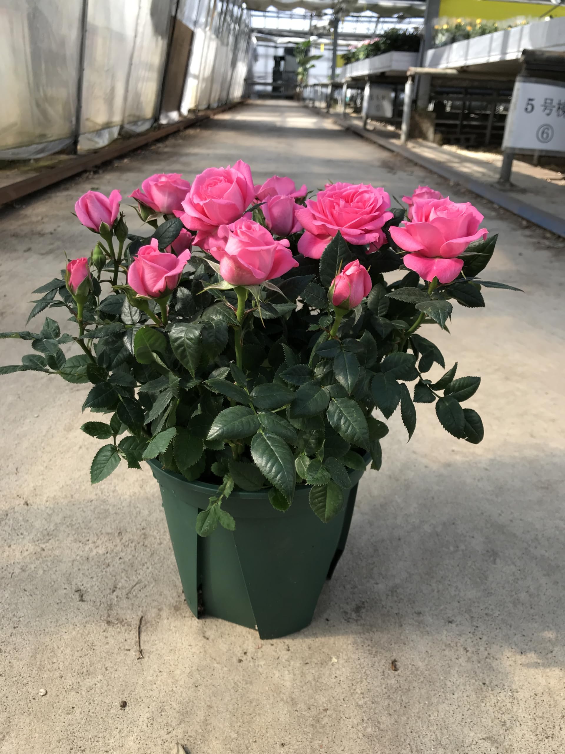 Amazon.co.jp: ミニバラ ミニバラ苗 バラ 鉢植え セントラルローズ