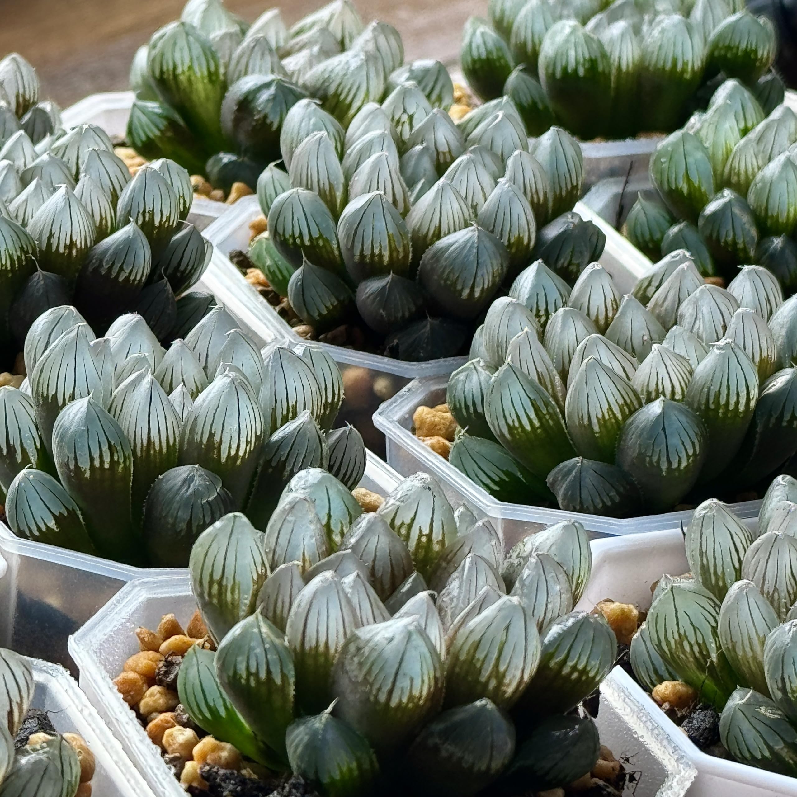 Amazon｜多肉植物 観葉植物 ハオルチア ハオルシア ブラックオブツーサ