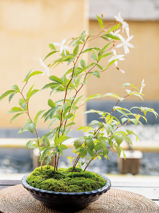 初心者でも育てやすい！「草もの盆栽」を作ってみましょう | 毎日が