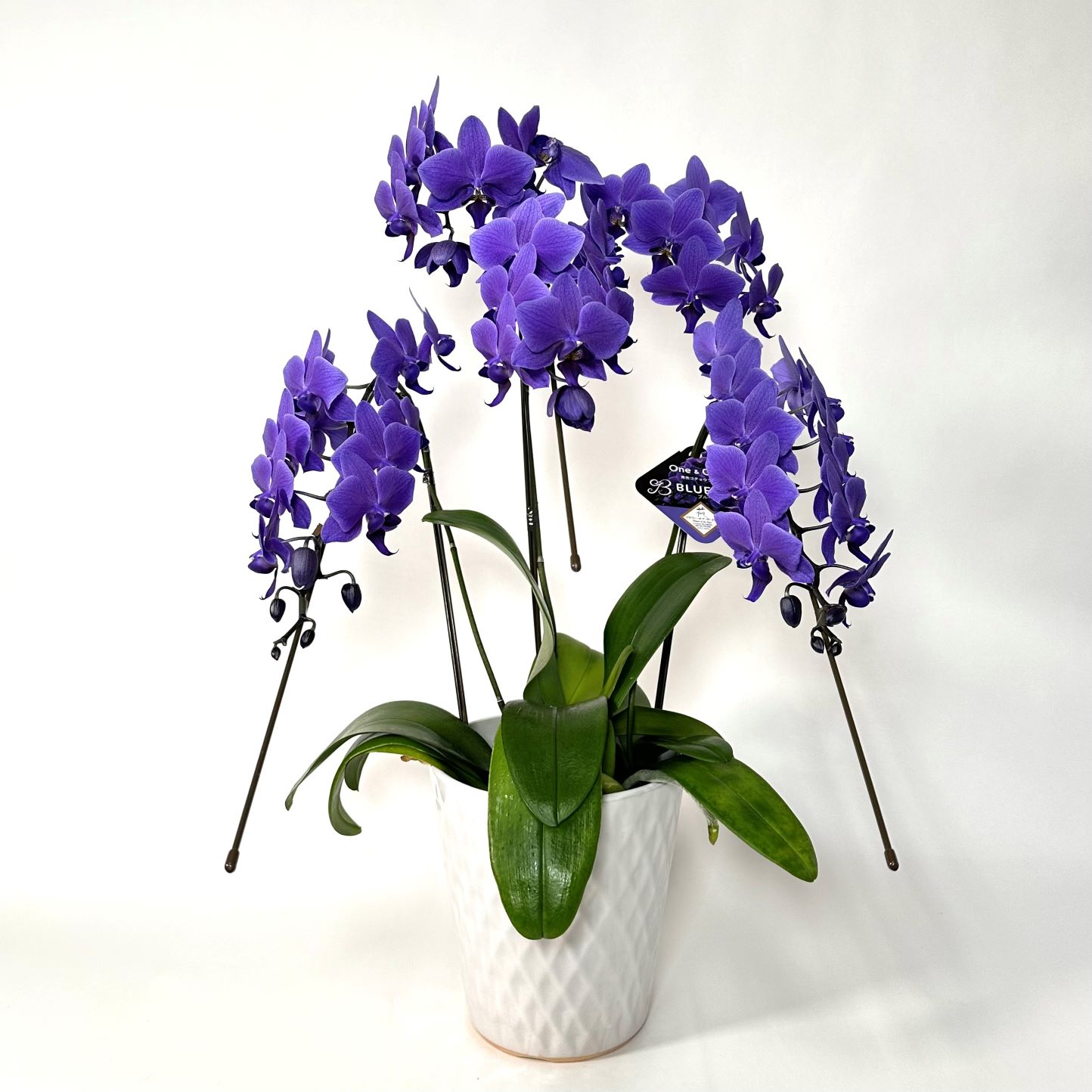 天然青色胡蝶蘭】ブルージーン｜石田花店