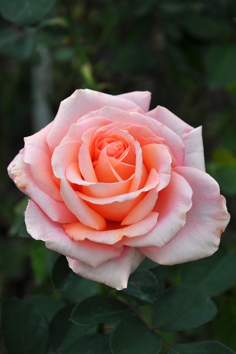 バラ苗【中苗】サンセットセレブレーション【ウォームウィッシーズ