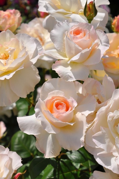 バラ苗【中苗】ニンファ 国産苗 6号鉢植え品［契約品種］《J-RO