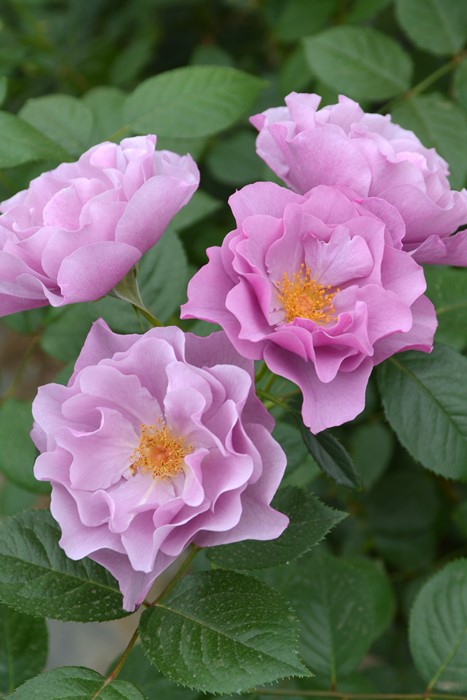 バラ苗【中苗】むらさきのうえ【紫の上】 国産苗 6号鉢植え品［農林