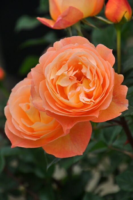 バラ苗【中苗】ロビン 国産苗 6号鉢植え品［農林水産省 品種登録出願中