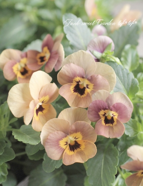 ハンドメイド　ビオラ ゲブラさん】 ビオラ 『ミックス』 2.5寸POT