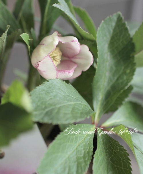 クリスマスローズ 大和園・佐藤さん作出 『パステリッシュストレイン