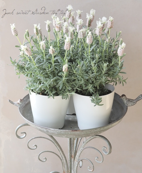 フレンチラベンダー・クラウン 『ピンクパール』 | すべての商品