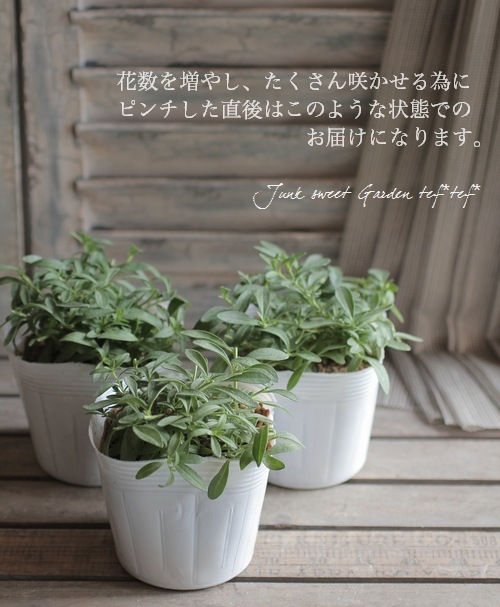 ペチュニア・妖精のチュチュ 『アンティークパープル』 松原園芸さん